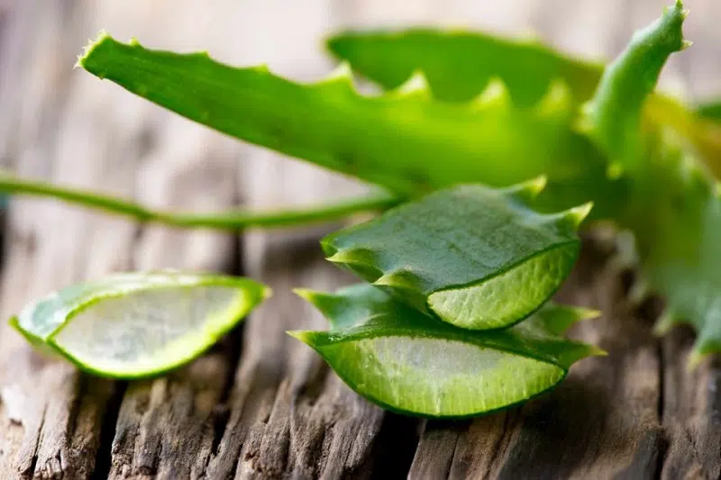 Où acheter des feuilles d’aloe vera