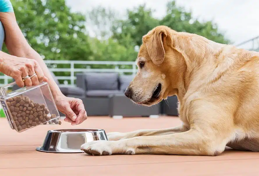 choisir les croquettes pour nourrir son chien