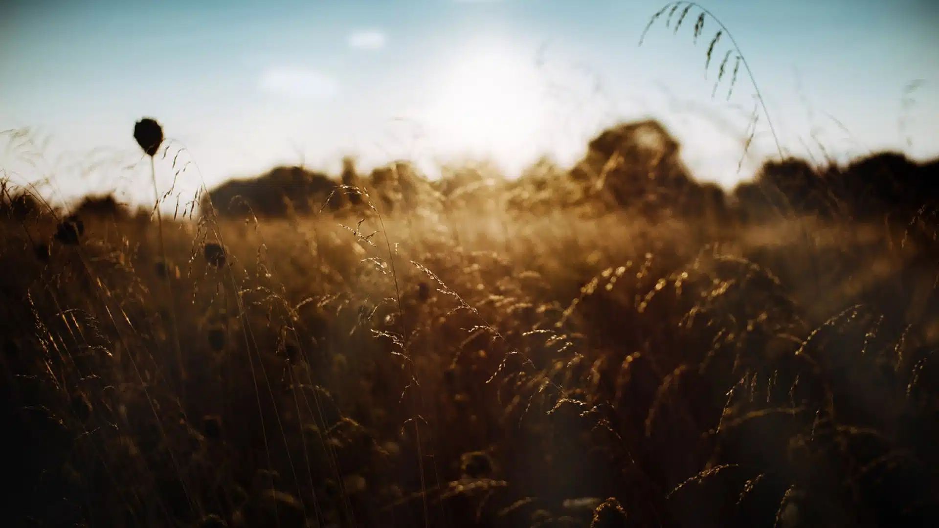 Comment le vulpin des champs affecte-t-il l'environnement ?