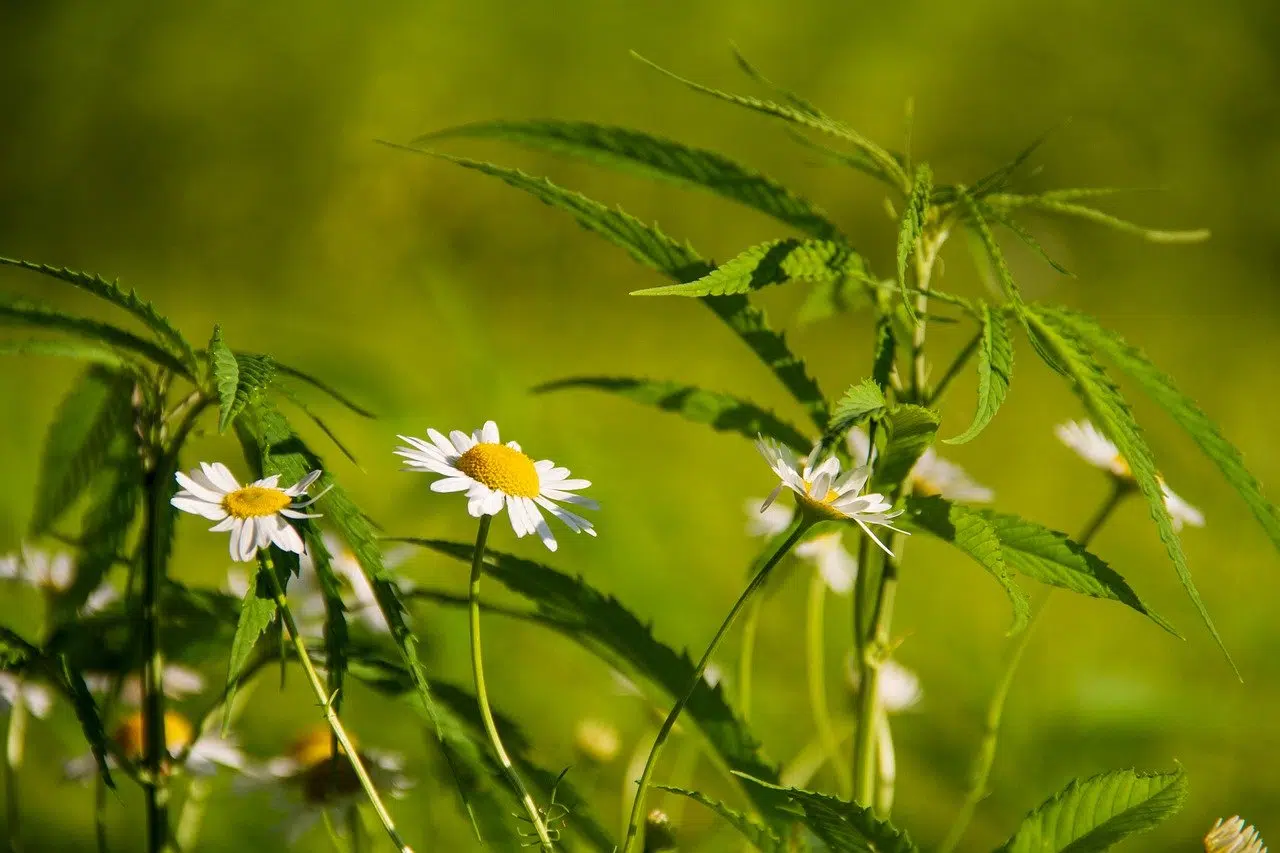 Fleurs de cannabis