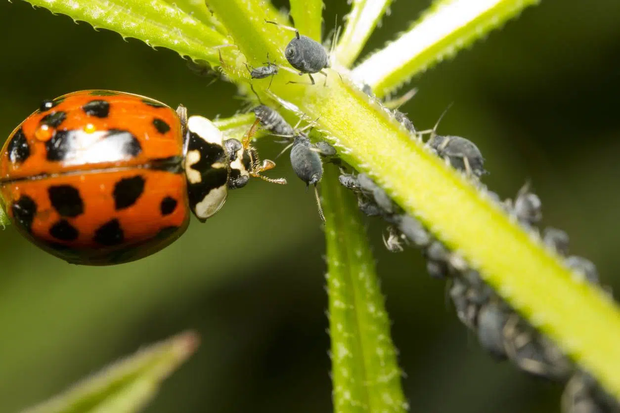 coccinelles anti-pucerons