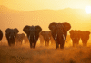 Troupeau d'elephants marchant dans la savane en matinée